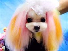 训犬培训学校告诉你狗狗为什么要培训