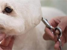 初学宠物美容如何正确练习剪刀