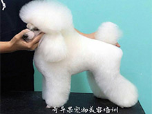 宠物美容培训班宠物修剪的技巧是什么