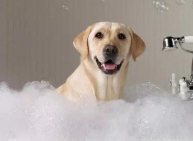 天津宠物美容培训给宠物洗澡要注意什么