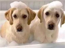 宠物美容师培训给宠物洗澡的注意事项