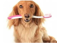 宠物护理牙齿有什么办法