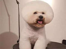 天津宠物美容培训狗狗毛发护理的方法有哪些