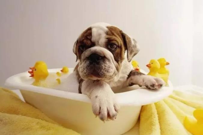 天津宠物美容培训学校多久为狗狗洗一次澡为宜