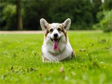 天津宠物美容培训机构分享狗狗耳朵日常该如何护理