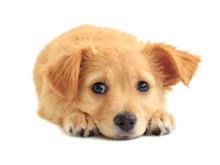 天津宠物美容机构浅述给狗狗用的哪些东西比较实用