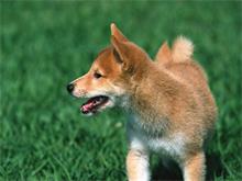 天津宠物美容培训机构如何有效的为狗狗去皮屑