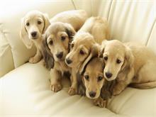 天津宠物美容培训班教你如何提高宠物狗的免疫力