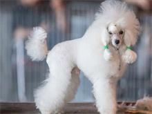 天津宠物美容培训机构如何处理贵宾犬毛发枯燥